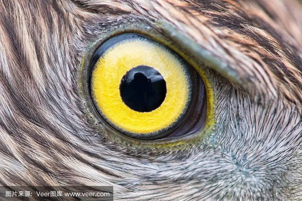 特写,鹰,苍鹰,动物眼睛,大特写