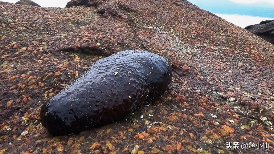 海参品种九百多种,可食用的也才200来种,还有部分是有毒的