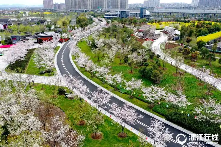 镇海植物园樱花浪漫绽放