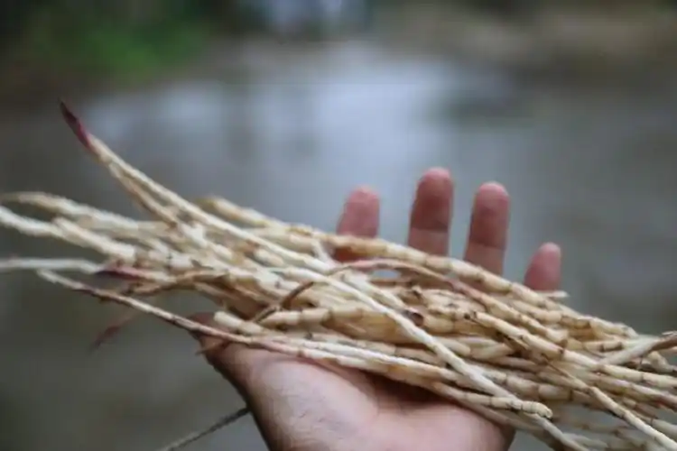 羊子喜欢吃的草根,老农民用来治感冒,节约好多医药费