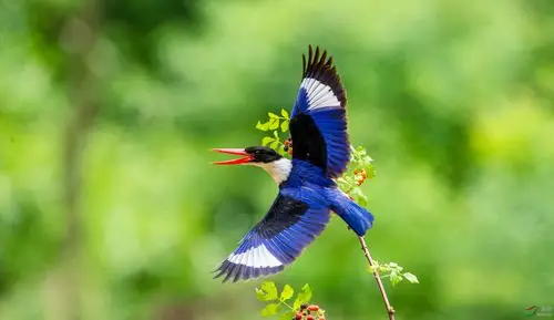 蓝翡翠鸟(祝贺荣获首页鸟类精华)