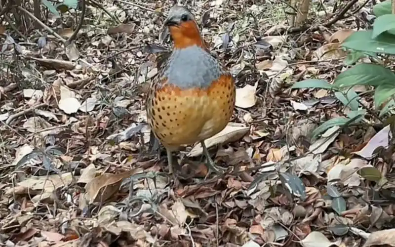 母竹鸡勾引单公