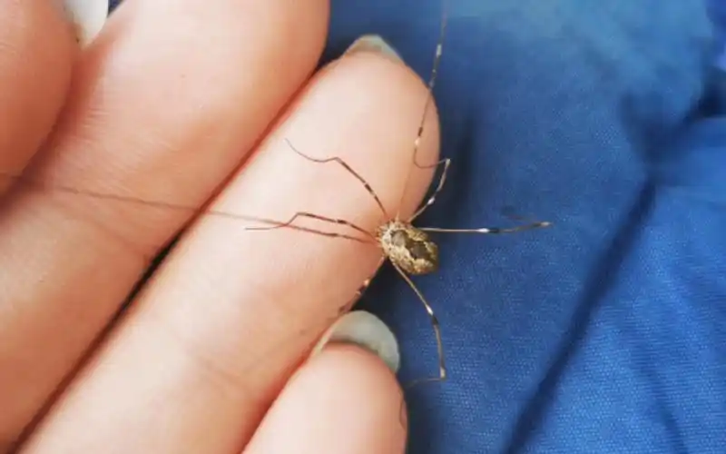 【动物园】江苏农博园内发现盲蛛