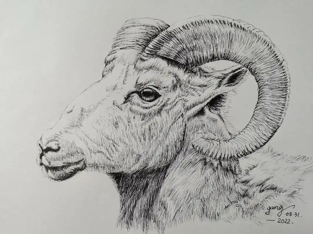 绘画生活——新钢钢笔画.动物头像系列(羊)#一起学画画 #钢 - 抖音