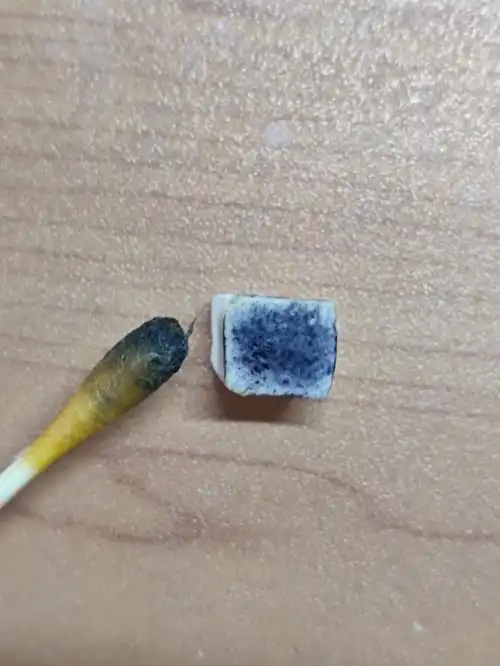 这到底是真茯苓还是假茯苓