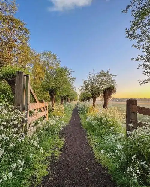 荷兰的夏日田园景色 美好治愈91