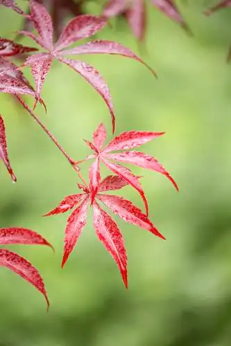 红枫叶子特写 红枫