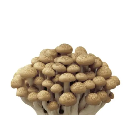 聚焦品牌▏光明森源九道菇相约与您邂逅美味