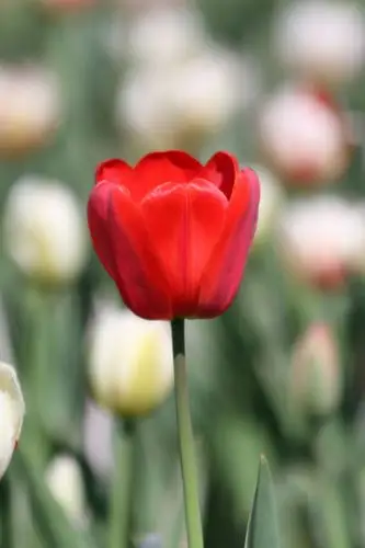 《郁金香飘》长春公园郁金香花特写