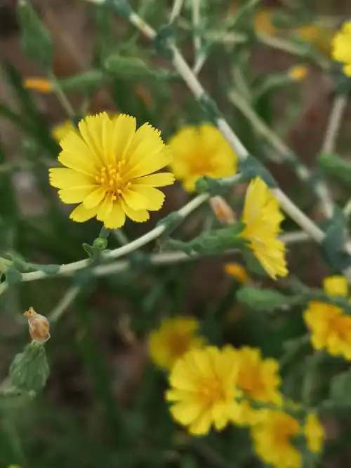 你一定吃过这种蔬菜,可是它开的花你见过吗|油麦菜|蔬菜_新浪新闻