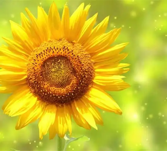 《阳光蓝天下的向日葵》