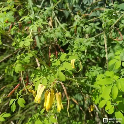 扭果紫金龙镇痛药开发