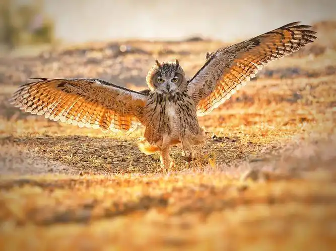 又萌又狠的雕鸮