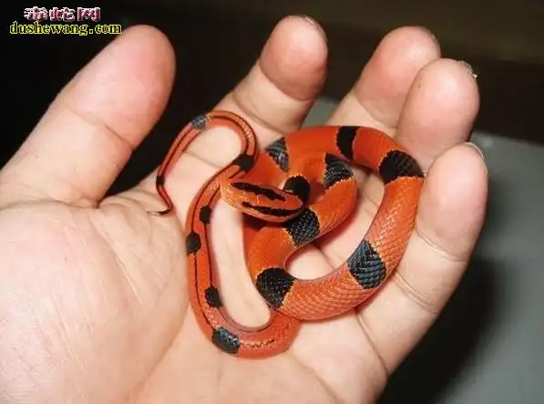 红竹蛇紫灰锦蛇资料品种