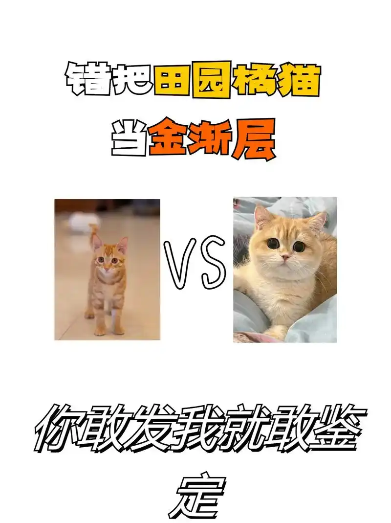 田园橘猫?金渐层?你家的猫猫是金渐层还是田园橘猫呀在评论区 - 抖音