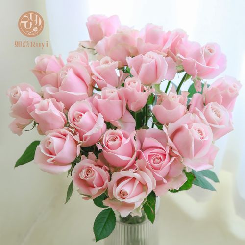 如意花卉粉红雪山玫瑰花鲜切花家庭真花基地直发批发顺丰包邮同城