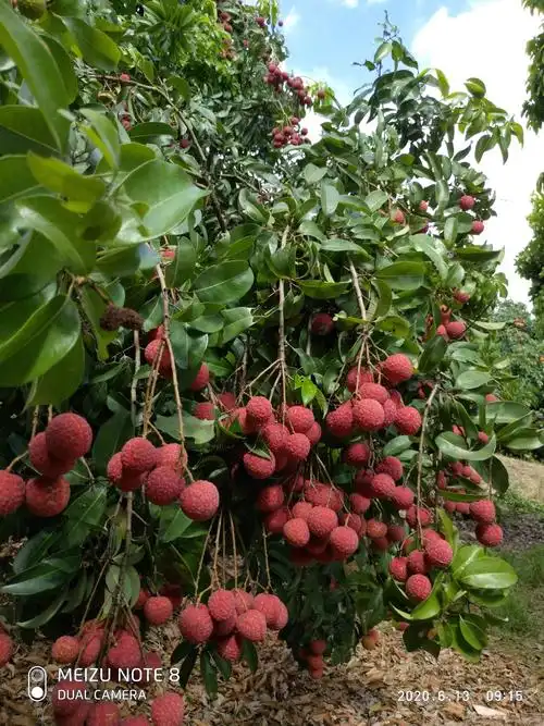 2020年6月13日,阿明荔枝园,品尝荔枝