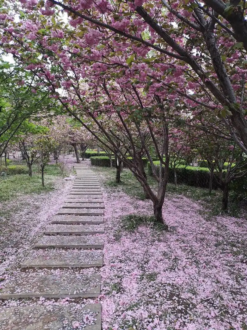 樱花大道落樱缤纷,飘落花瓣雨,樱花节过几天将要落幕