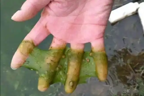 去捞一些水青苔,洗净后挤干水分,再拿回家焯水消毒灭菌,杀灭水中害虫