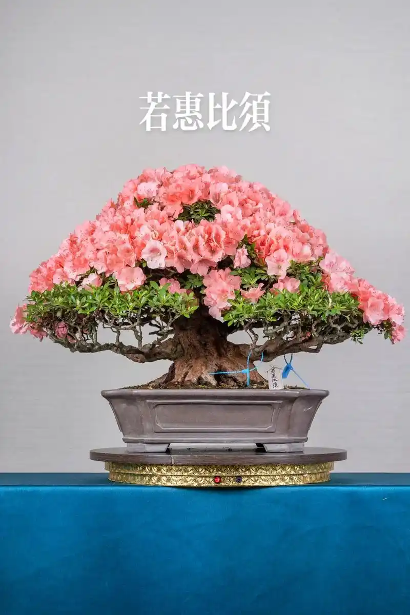 皋月杜鹃 若惠比须00 #皋月杜鹃 #精品盆景 #杜鹃盆景  - 抖音