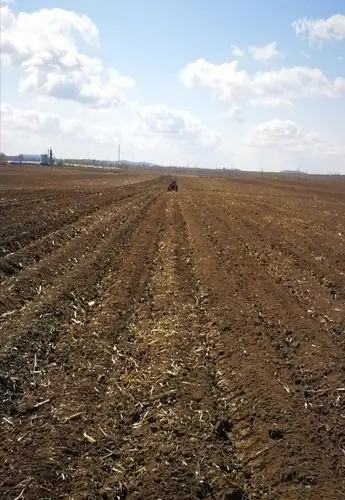 大田低洼地块,在整地难以进行的条件下,玉米可以