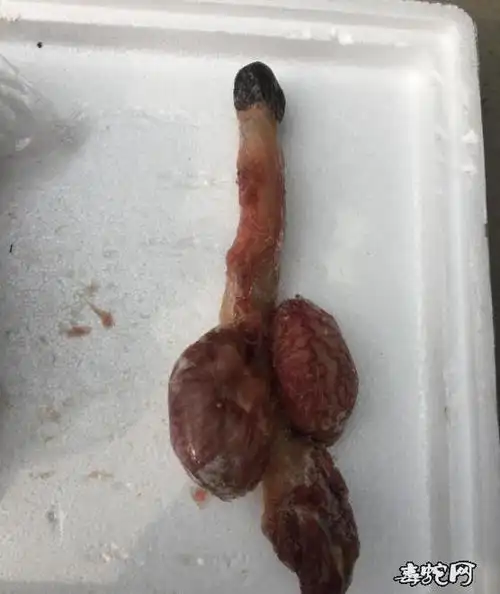 驴鞭驴鞭图片驴鞭的功效与作用