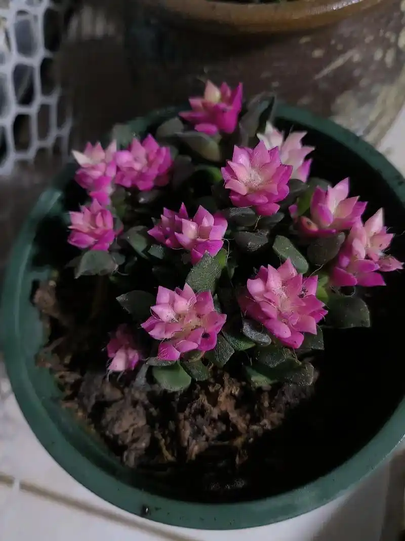 新养的多钱串子,金玉满堂,万年青,如意… - 抖音