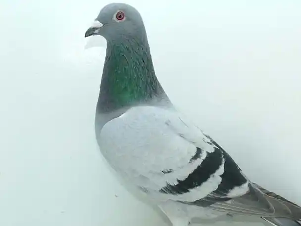 新手鸽友,怎么把鸽子养健康?