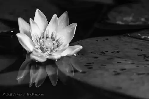 小白子午莲(黑白)-浮屠