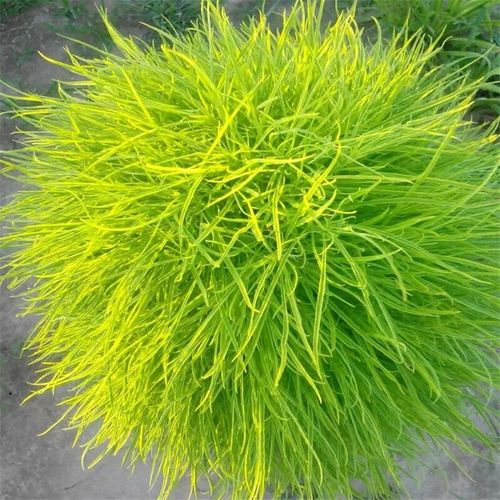 好客花乡红叶地肤种子绿叶地肤草种子地麦铁扫帚苗菜种子园林景观花海