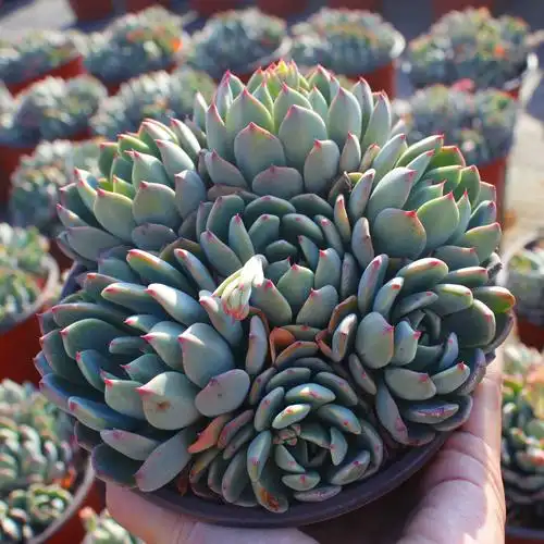 多肉植物大颗娜娜小勾老桩群生78包偏远除外多肉植物