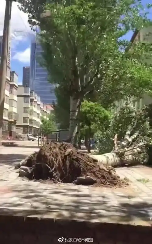 大风袭击张家口:广告牌刮跑,树木吹倒,房顶掀翻