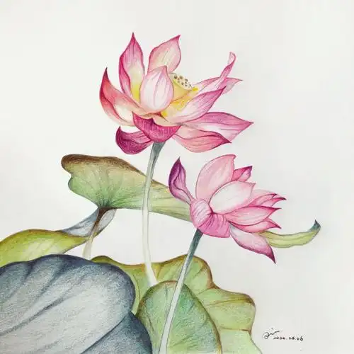 彩铅手绘练习教程02莲出淤泥而不染下