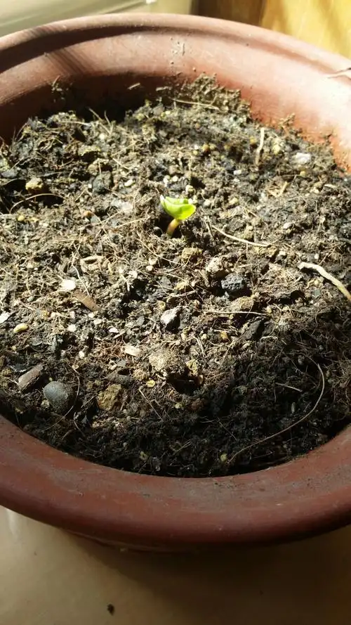 【我爱养花】紫茉莉