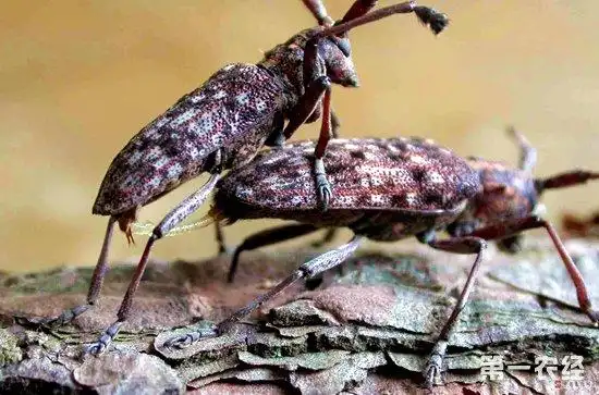 松褐天牛的危害特点(松褐天牛图片)