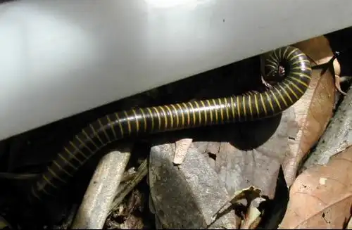 一种虫子的名字是什么