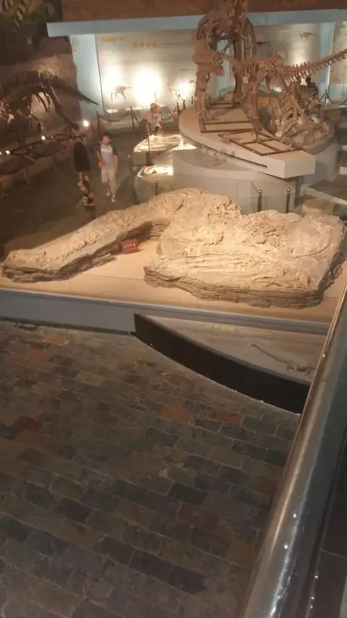 辽西------朝阳古生物化石图片