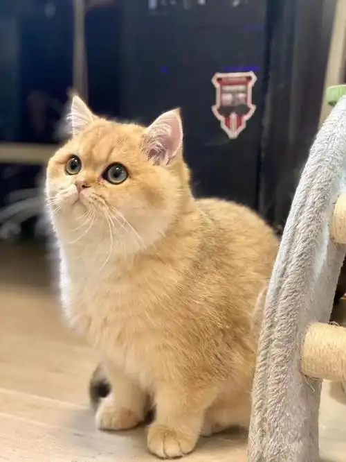 英短金渐层猫咪的优点