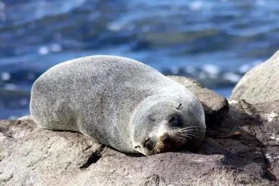 海象吃什么分别介绍生活和繁殖习性