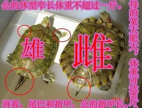 乌龟怎么辨别性别, 求 简单的方法