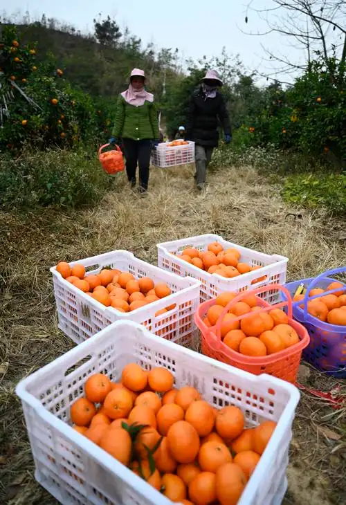 广西柳州:荒山产"金果" 沃柑采摘忙
