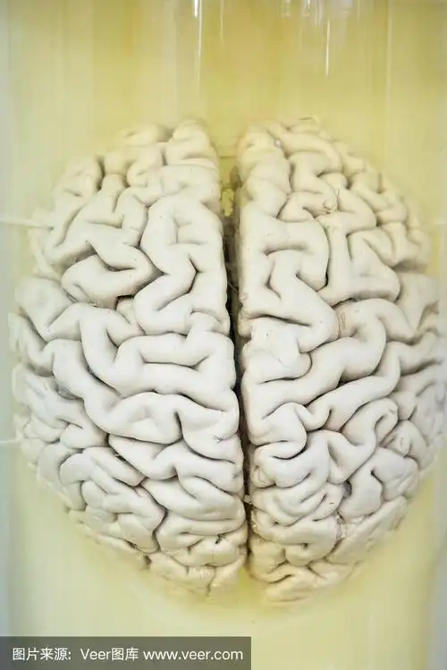 福尔马林溶液中的人脑特写