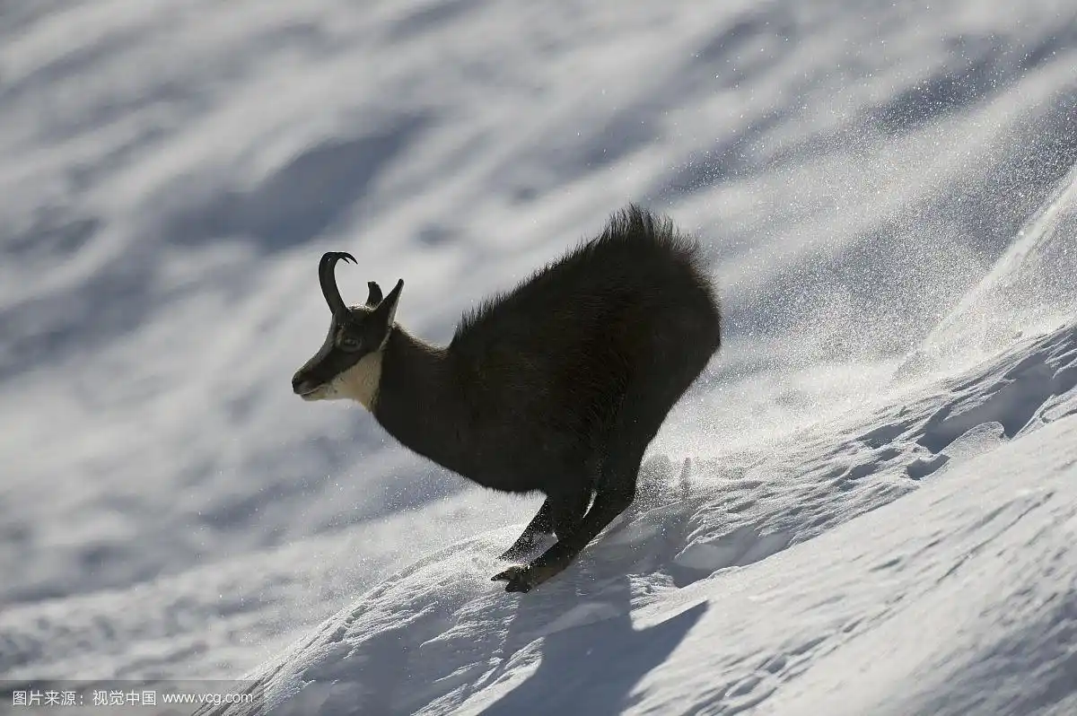 雪山上奔跑的羚羊,格兰帕拉迪索国家公园,意大利,2008年11月
