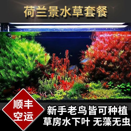 荷兰景水草套餐鱼草缸造景水下叶前中后景新手易养懒人淡水布景草