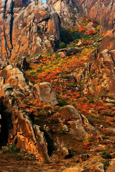 木兰围场天高气爽,芳草如茵,群羊如云,骏马奔腾,坝缘山峰如簇,碧水