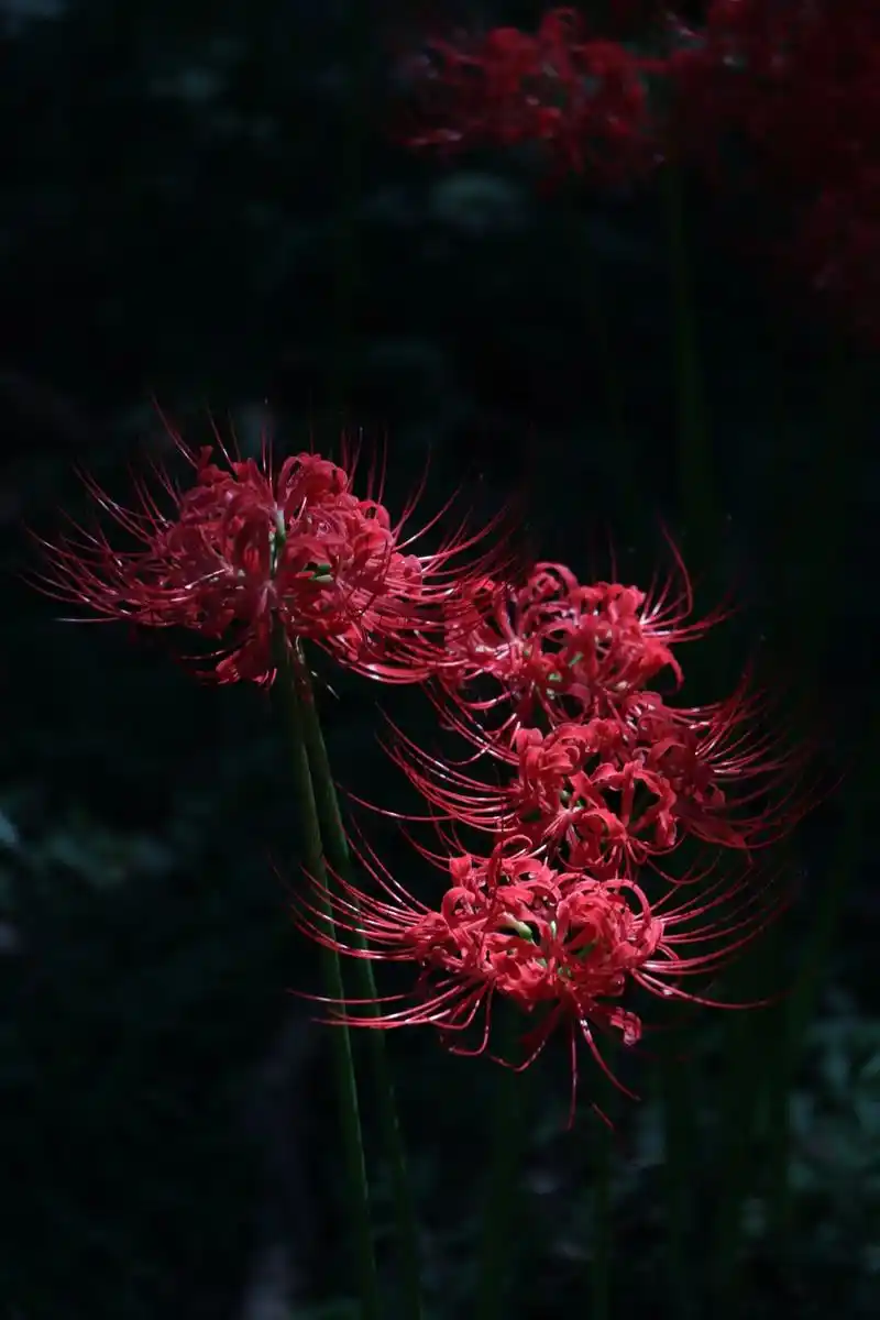 忘川河中,守君生;叶落花开,君未归.每周一拍92彼岸花,原图 - 抖音