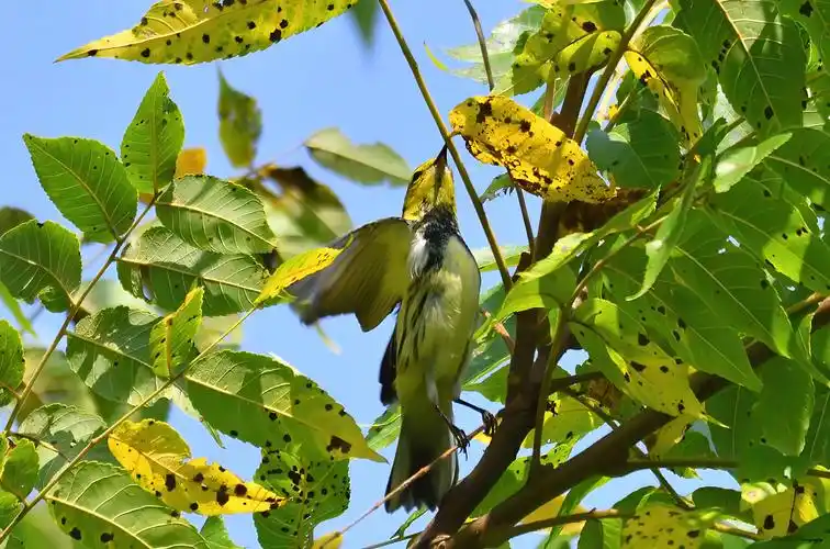 北美洲黑喉绿莺鸟black-throated green warbler