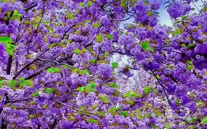 紫色的樱花海,太浪漫了!