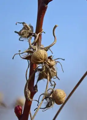 花卉种子矮牵牛花种子