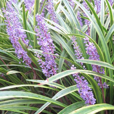 金边麦冬草青叶矮麦冬绿化苗木彩叶花卉 开花盆栽四季常青 耐寒